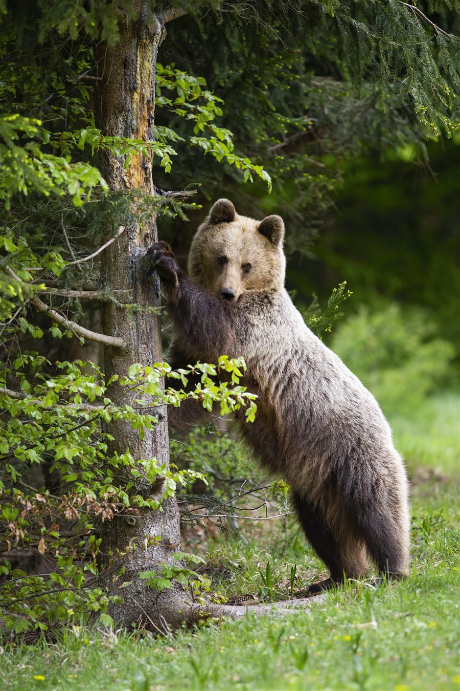 Brown Bear