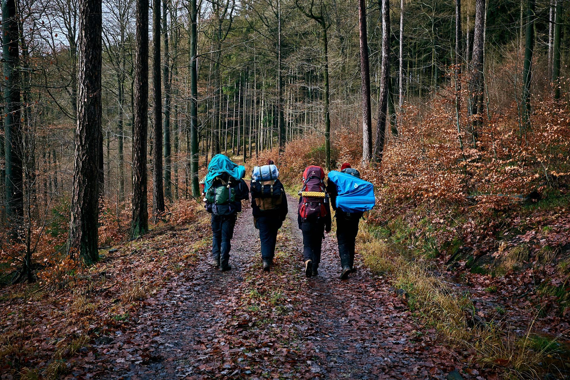 Guided Forest Walk Qafshtama