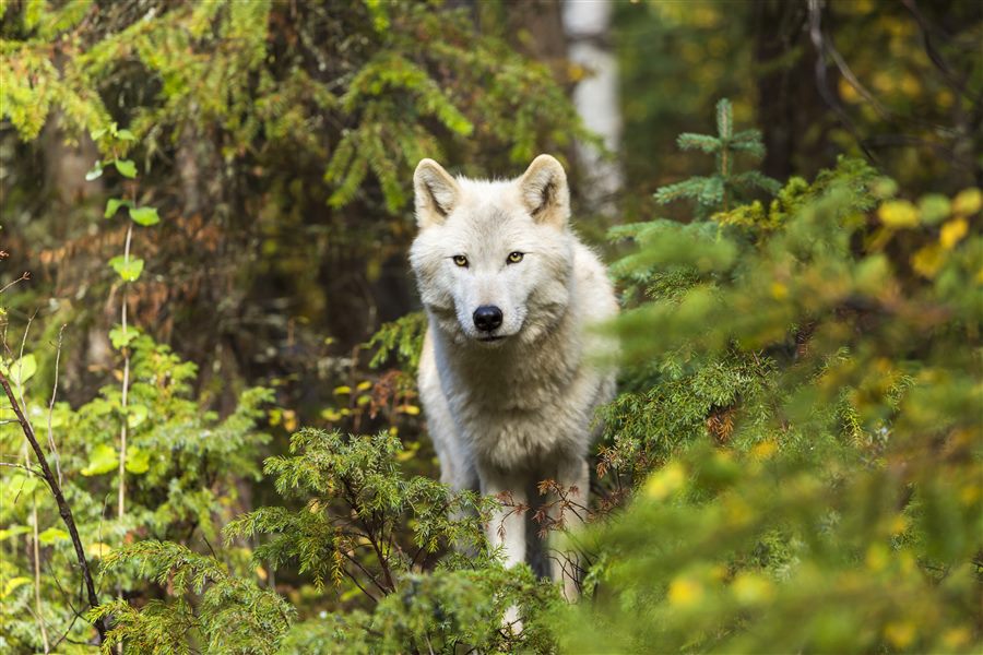 Grey Wolf