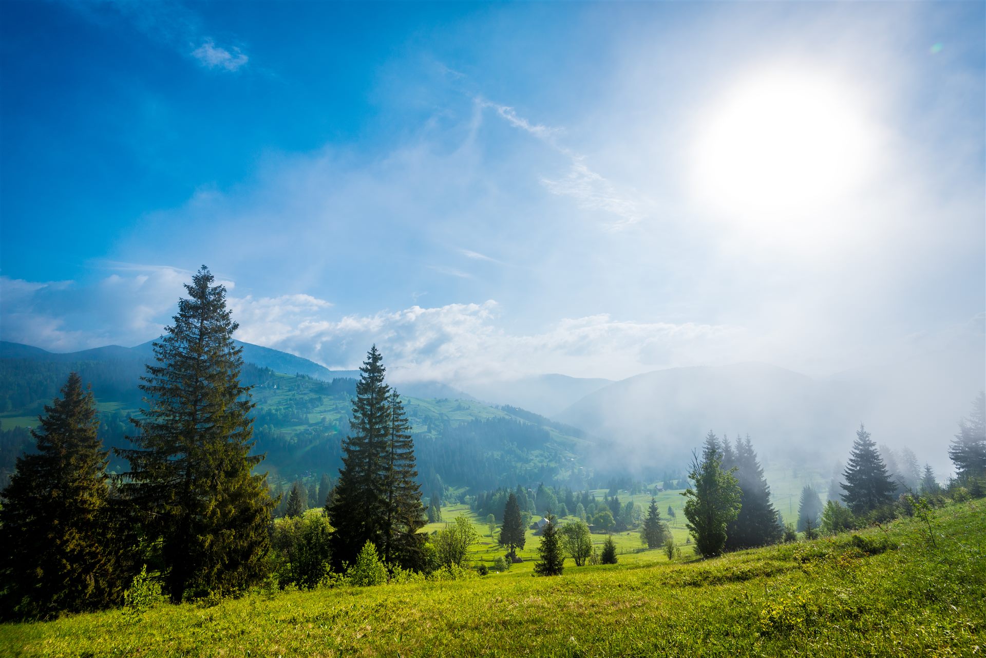 Qafshtama Forest