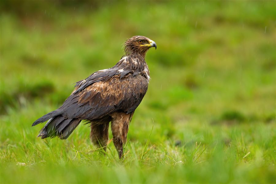 Golden Eagle